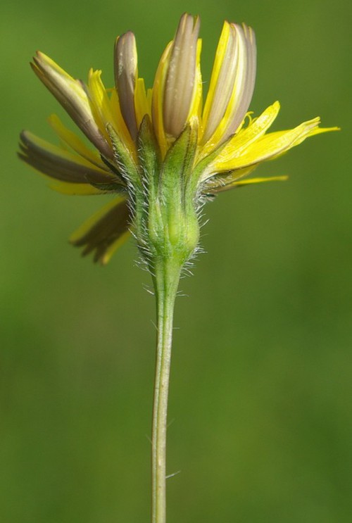 détail fleur
