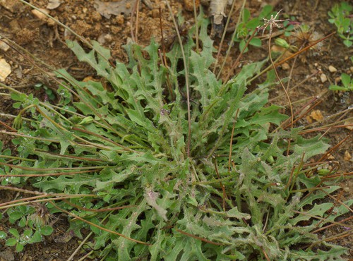 feuille