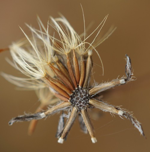 fruit