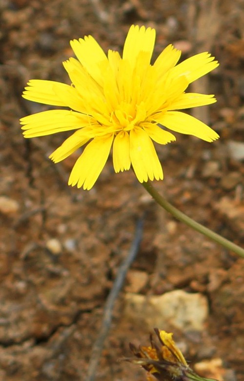 inflorescence
