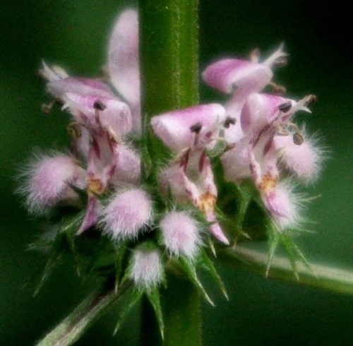 détail fleur