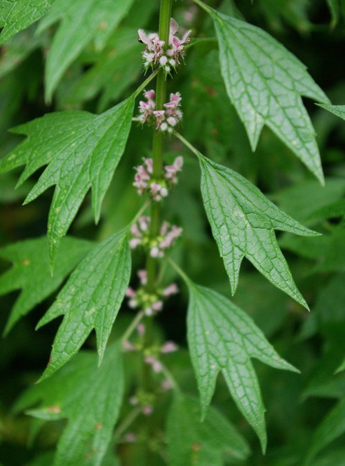 feuille