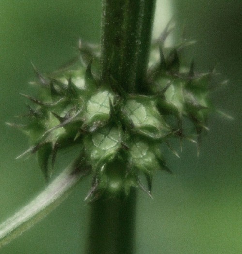 fruit