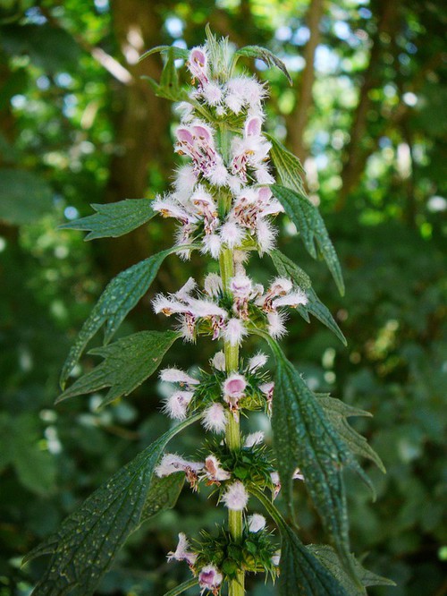 inflorescence