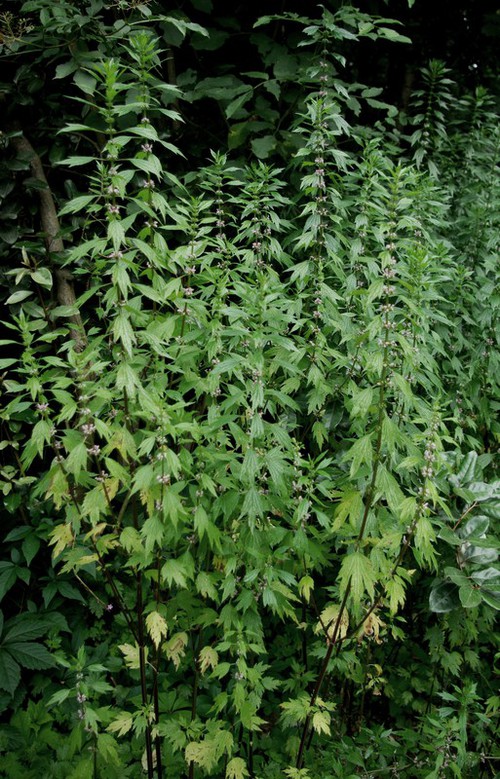 Plante entière