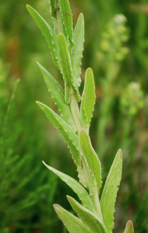 feuille