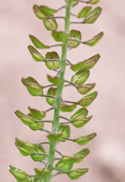 fruit