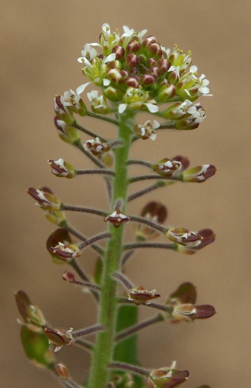 inflorescence