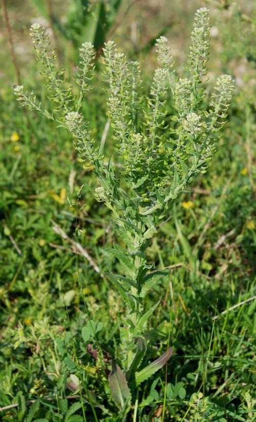 Plante entière