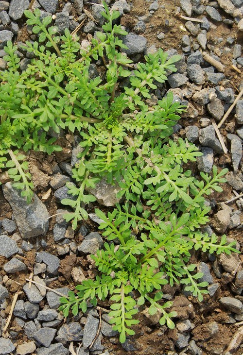 feuille