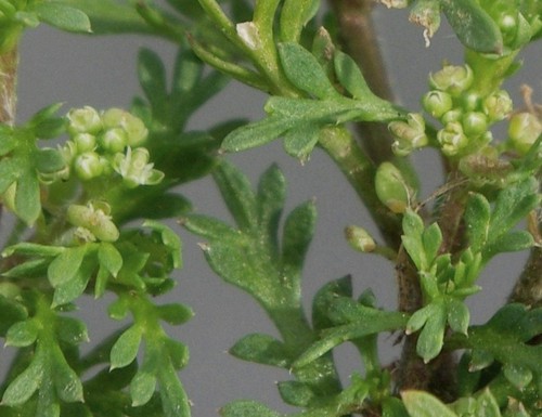 inflorescence
