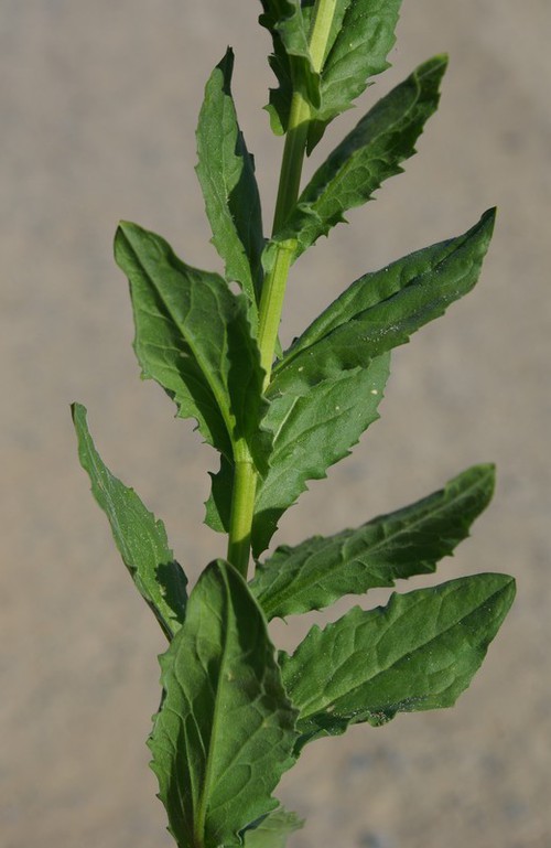 feuille