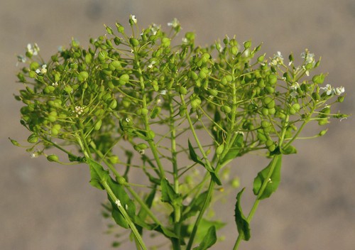 fruit