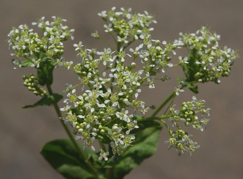 inflorescence