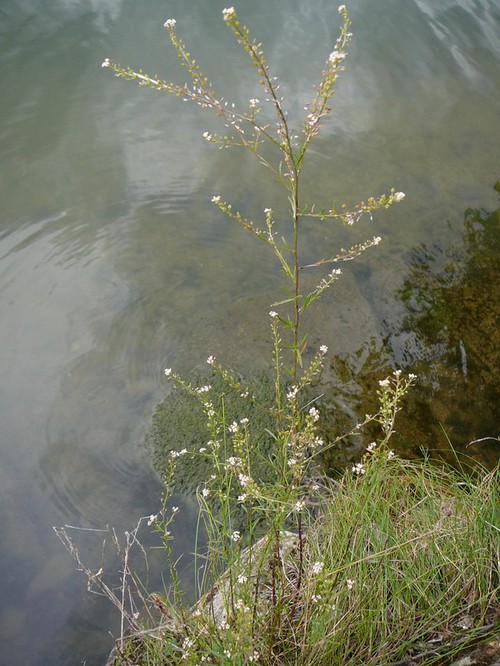 Plante entière