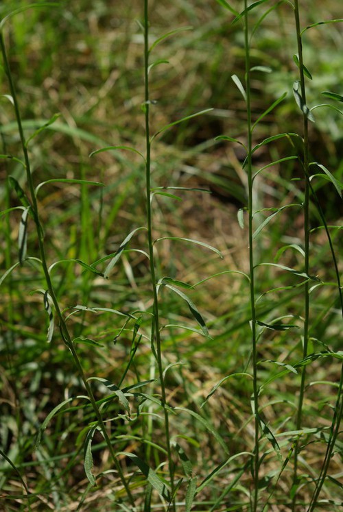 feuille