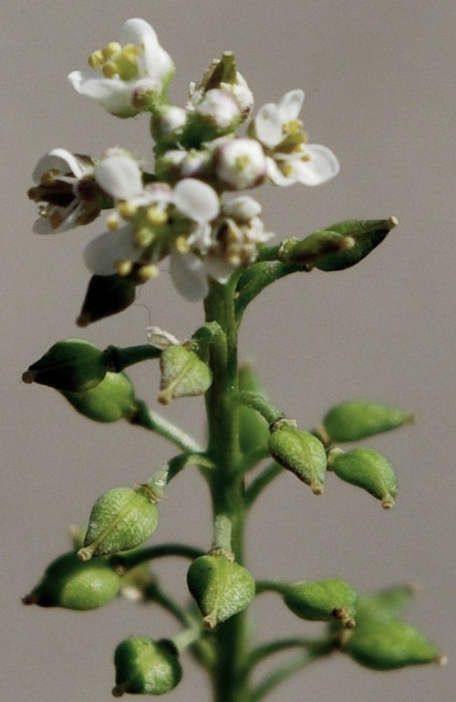 inflorescence