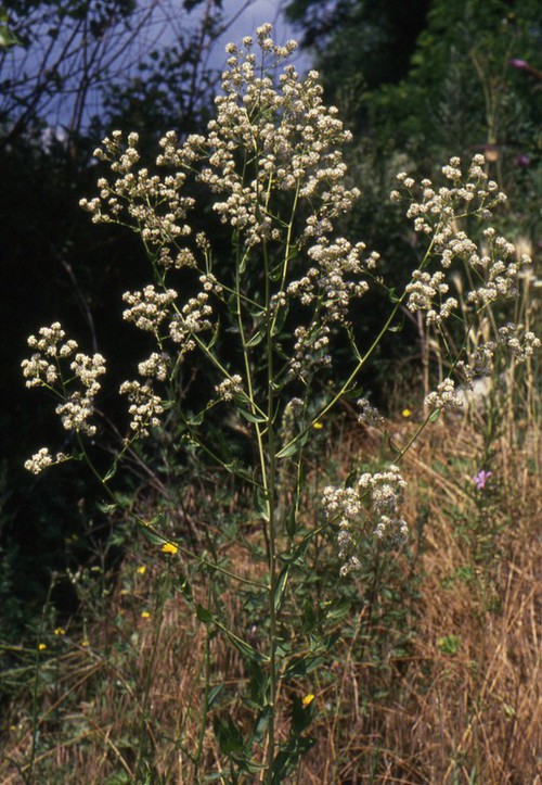 Plante entière