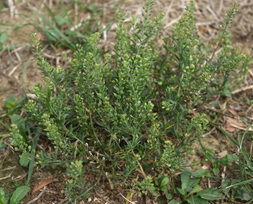 Plante entière