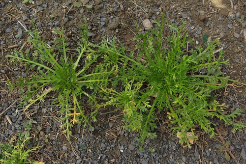 feuille