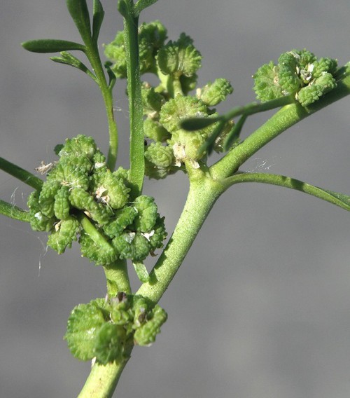 fruit