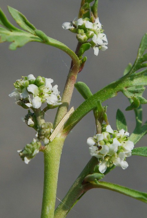inflorescence