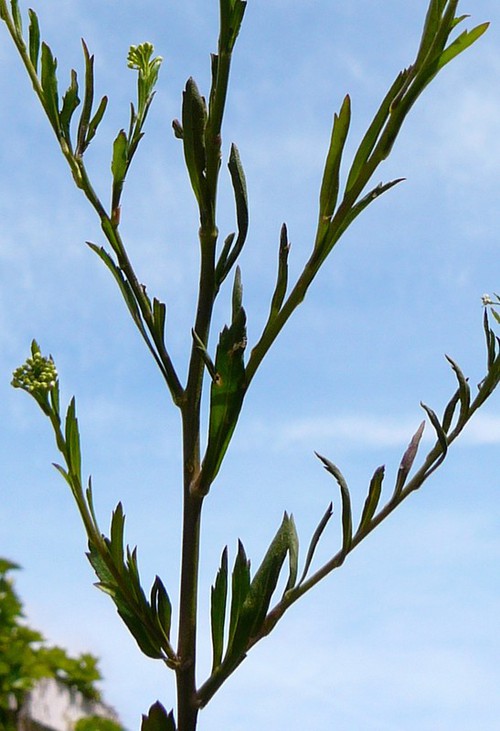 feuille