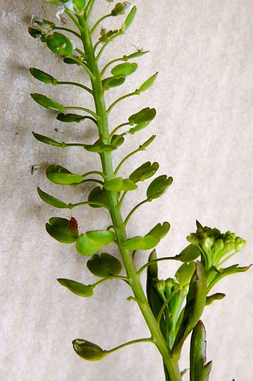 fruit