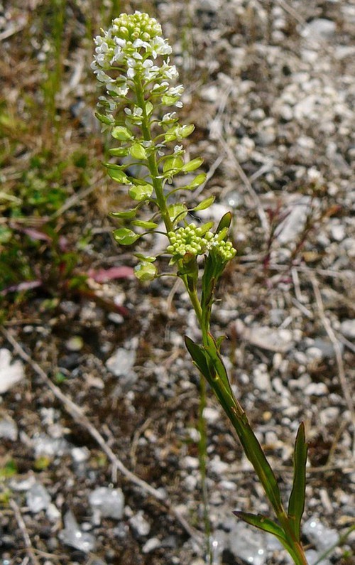 inflorescence