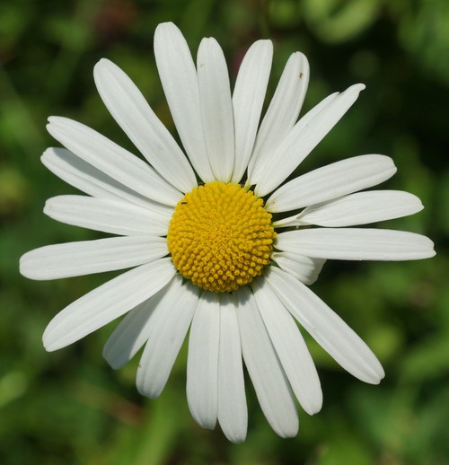 détail inflorescence