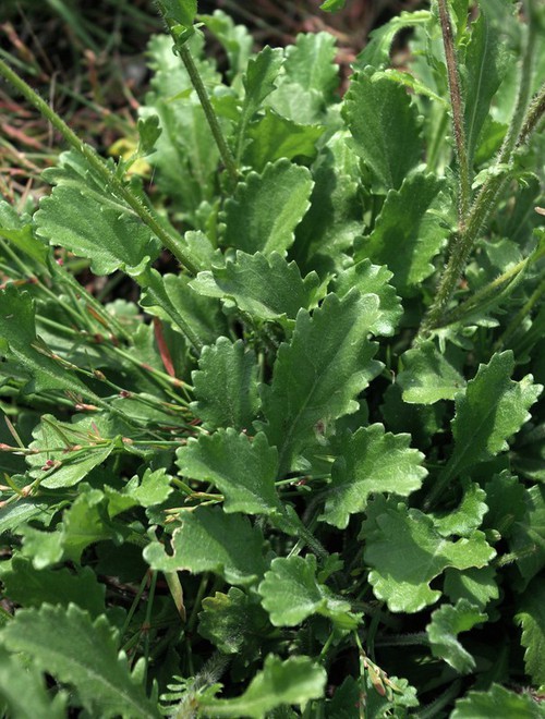 feuille