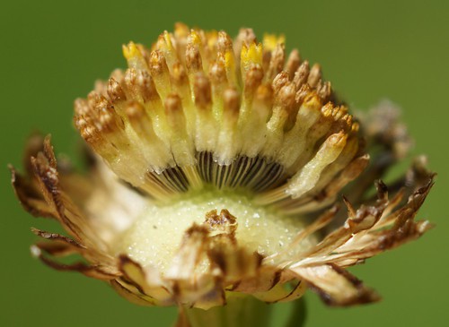 fruit