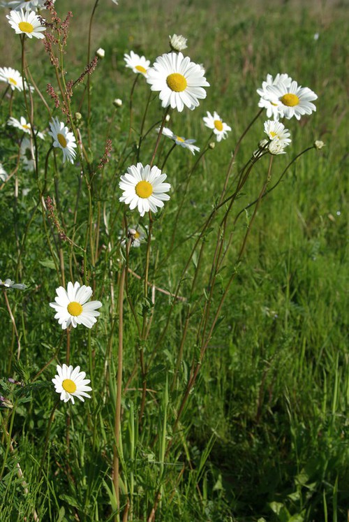 inflorescence