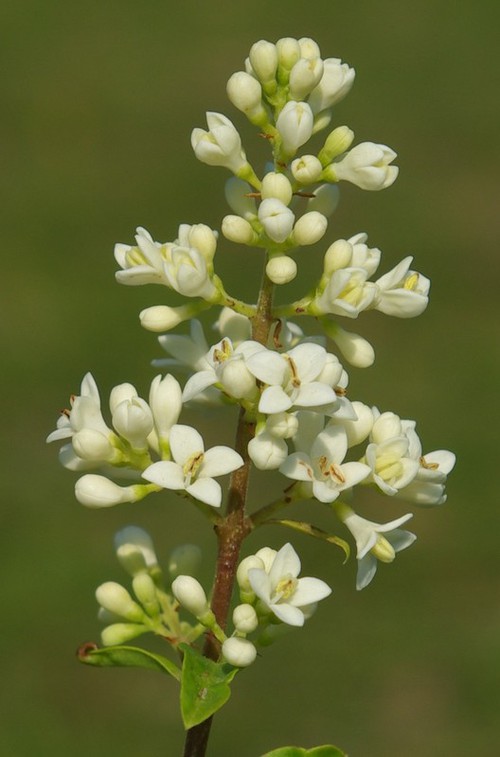 détail fleur