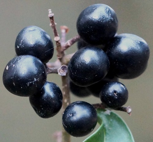 détail fruit