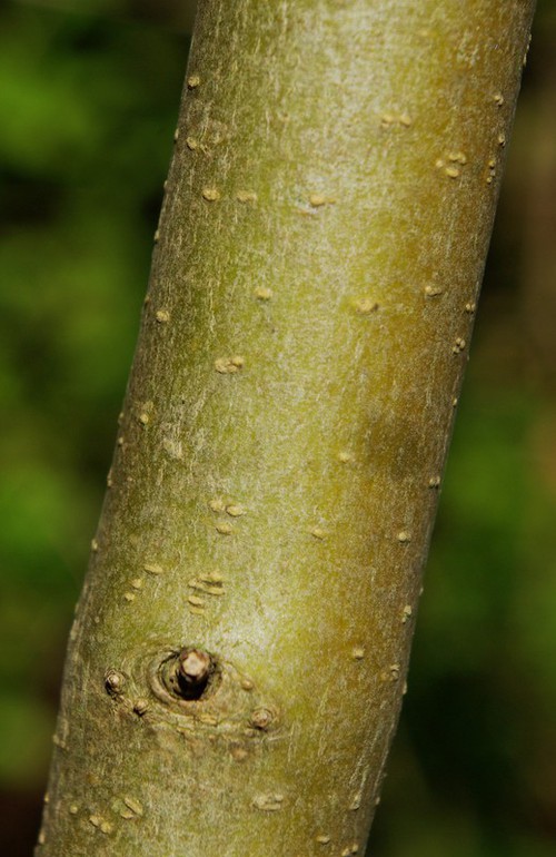 écorce
