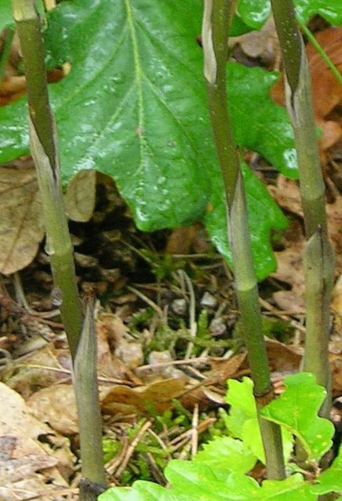 Feuilles, réduites à des écailles