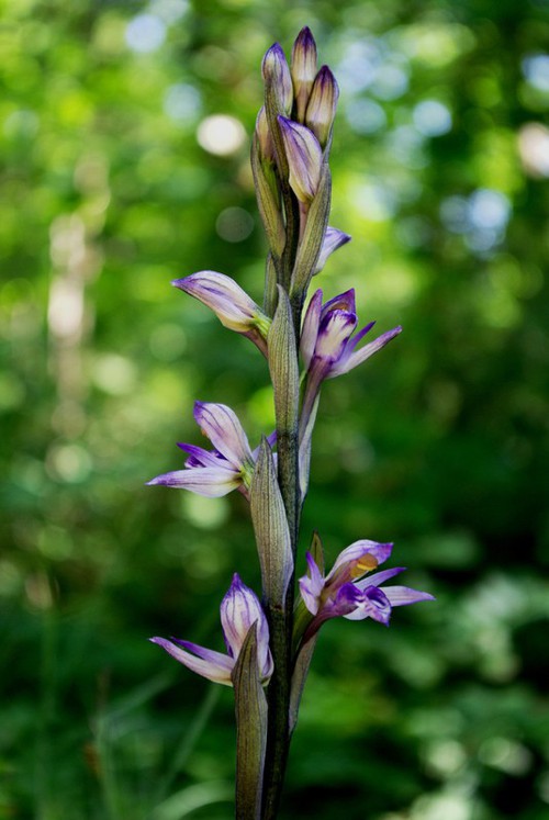 Inflorescence