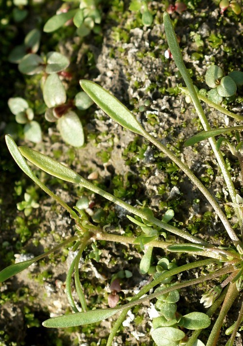 feuille