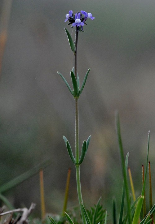 Plante entière