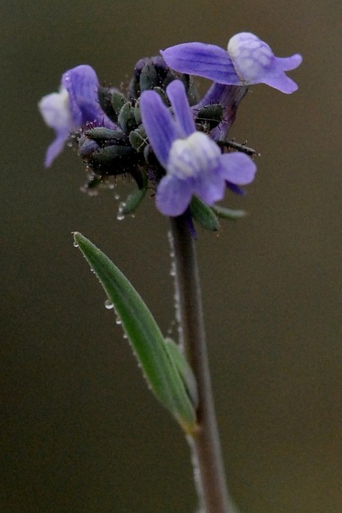 inflorescence