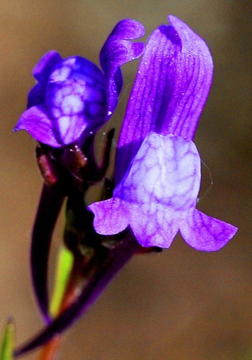 détail fleur