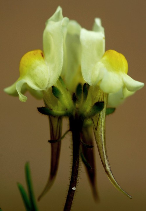 inflorescence