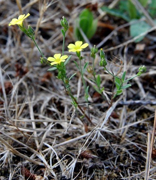 Plante entière