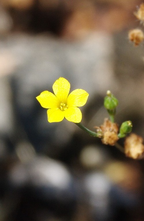 fleur