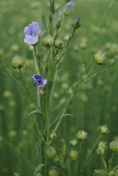 Linum usitatissimum
