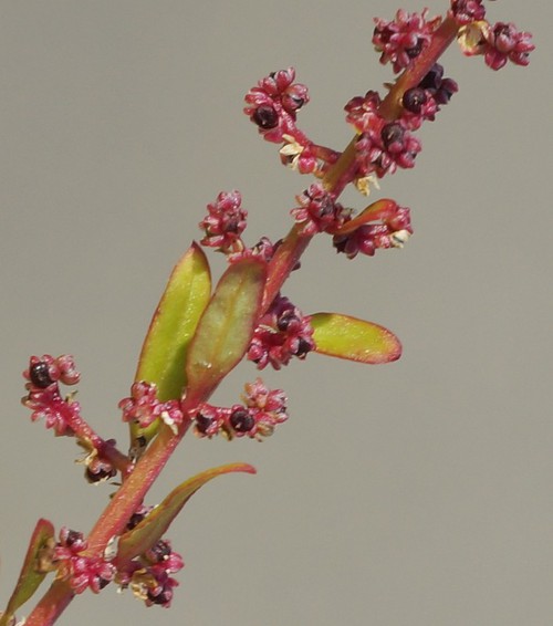 détail fruit