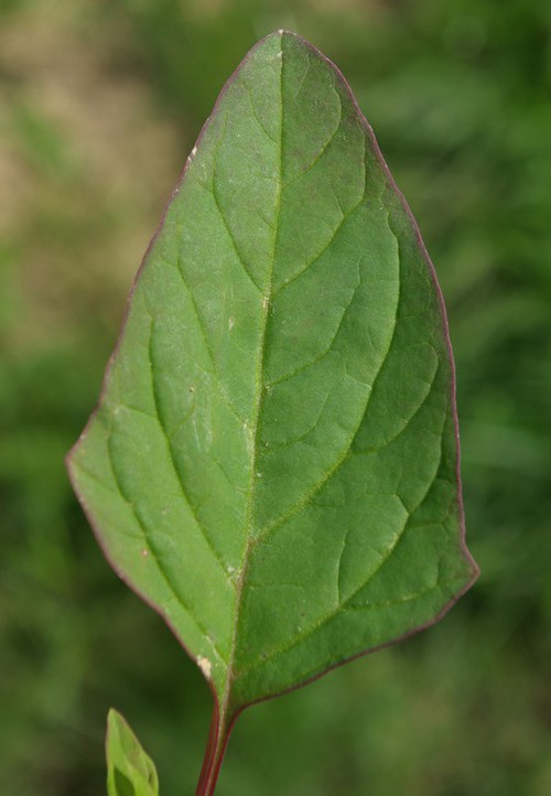 feuille