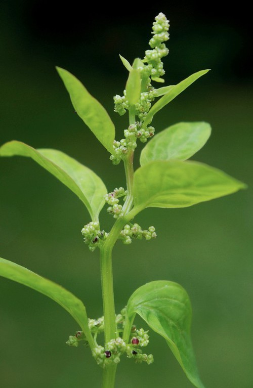 inflorescence