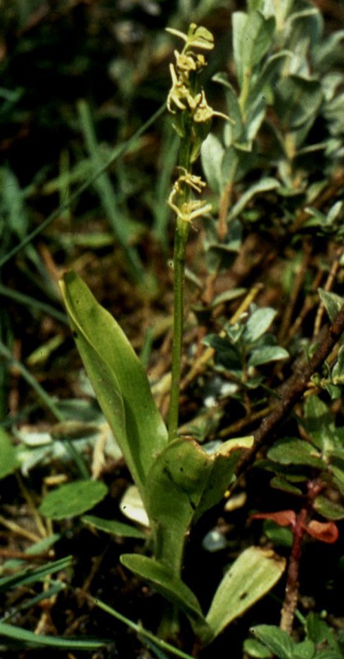 Plante entière